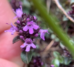 Thymus praecox polytrichus