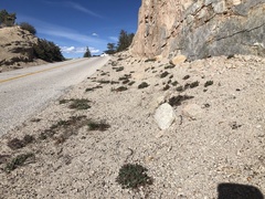 Eriogonum latens