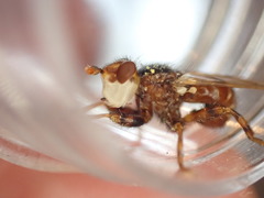 Myopa testacea