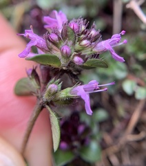 Thymus praecox polytrichus
