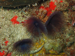 Bispira melanostigma