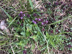 Thymus praecox polytrichus