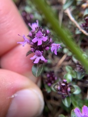Thymus praecox polytrichus
