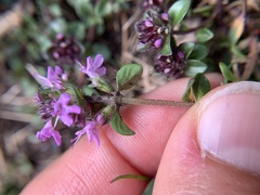 Thymus praecox polytrichus