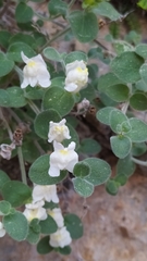 Antirrhinum molle