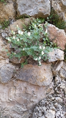 Antirrhinum molle