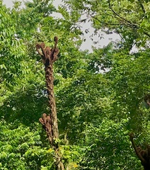 Sphaeropteris lepifera