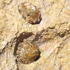 Patella rustica