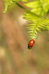 Chrysomela mainensis