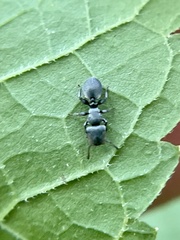 Cephalotes texanus