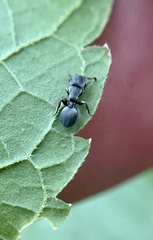 Cephalotes texanus