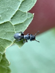 Cephalotes texanus