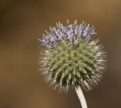 Echinops knorringianus