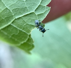Cephalotes texanus