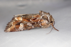 Lacinipolia lepidula