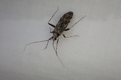 Phytocoris tiliae