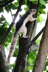 Sciurus variegatoides dorsalis