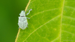 Eugnathus distinctus