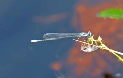 Enallagma divagans