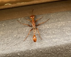 Ammophila wrightii
