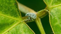 Eugnathus distinctus