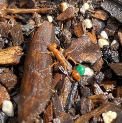 Ammophila wrightii