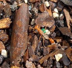 Ammophila wrightii