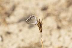 Plebejus argiva
