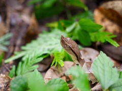 Deinagkistrodon acutus