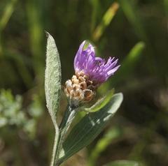 Centaurea
