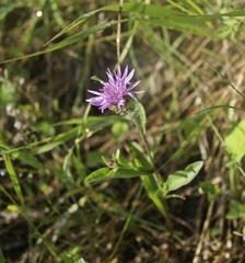 Centaurea