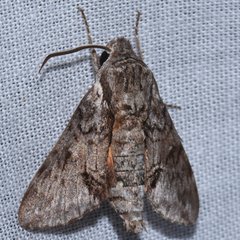 Cautethia grotei
