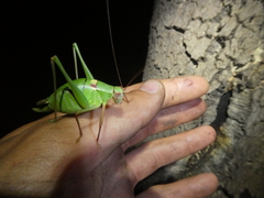 Barbitistes fischeri