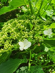 Hydrangea petiolaris