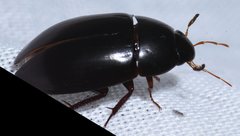 Hydrobiomorpha casta