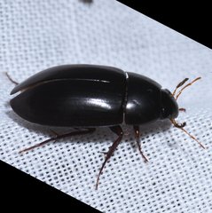 Hydrobiomorpha casta