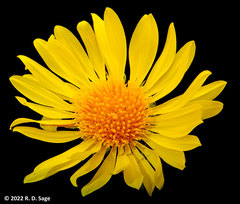 Grindelia chiloensis