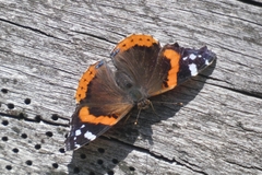 Vanessa atalanta