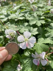 Geranium × cantabrigiense