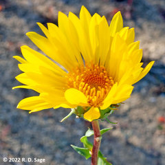 Grindelia chiloensis