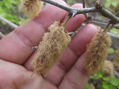 Ebenopsis caesalpinioides