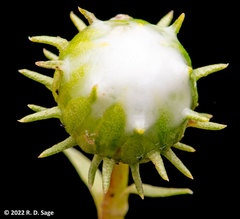 Grindelia chiloensis