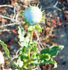 Grindelia chiloensis