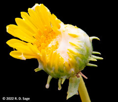 Grindelia chiloensis