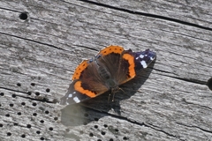 Vanessa atalanta