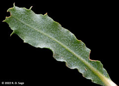 Grindelia chiloensis
