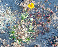 Grindelia chiloensis
