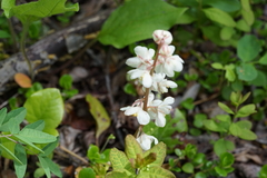 Pyrola grandiflora