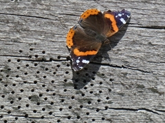 Vanessa atalanta