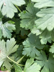 Geranium × cantabrigiense